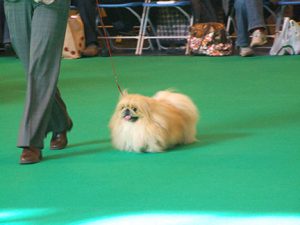 Pekingese-web-2