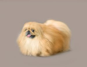 Pekingese-web